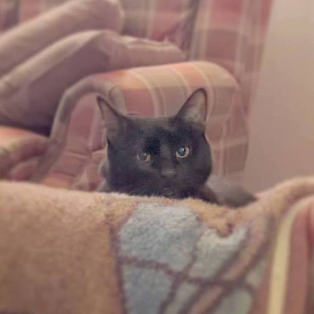 Meet your Posher, Kevin